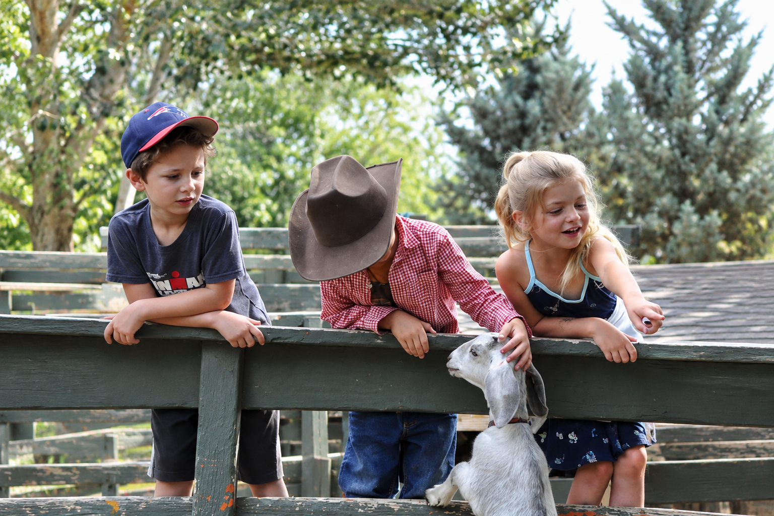 Children visiting Sunflower Farm in Longmont, Colorado